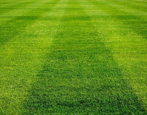 soccer turf grass soccer turf grass